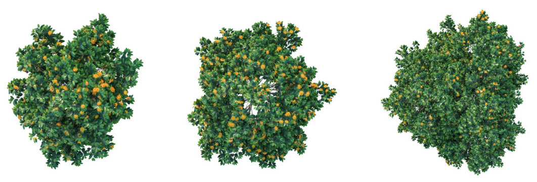 Saraca thaipingensis Tree plan top view 4k png cutout isolate