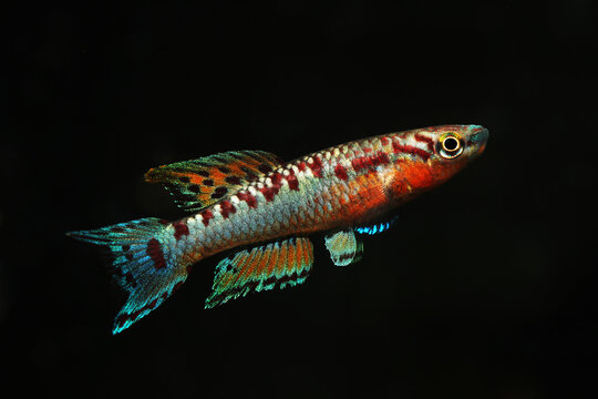Male Two stripe lyretail Killifish (Aphyosemion bivittatum Funge)