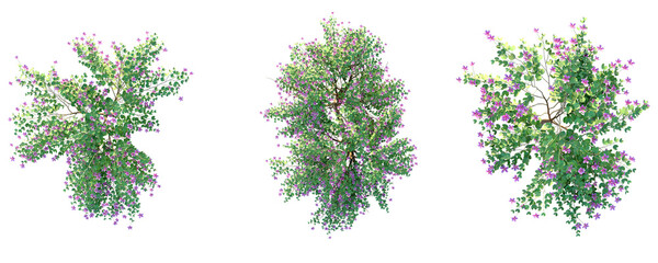 Bauhinia purpurea Tree plan top view 4k png cutout isolate © Đỗ Hải