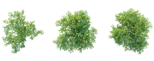 Pterocarpus macrocarpus Tree plan top view 4k png cutout © Đỗ Hải