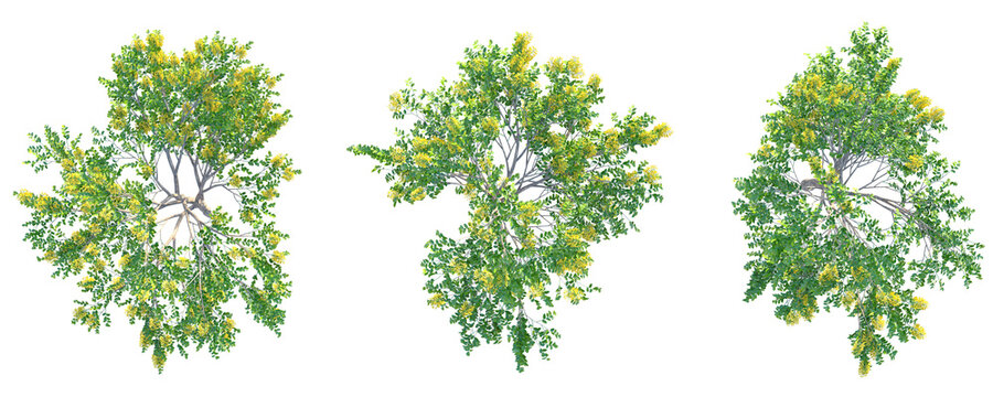 Pterocarpus macrocarpus Tree plan top view 4k png cutout isolate