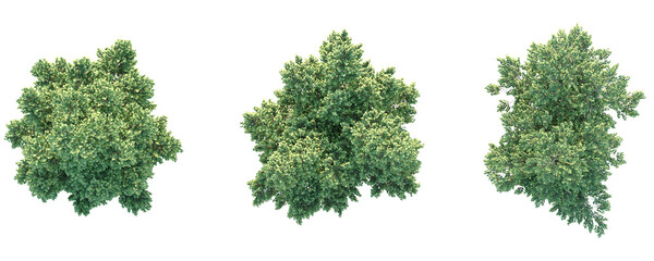 Tilia x europaea Pallida Tree plan top view 4k png cutout transparent background