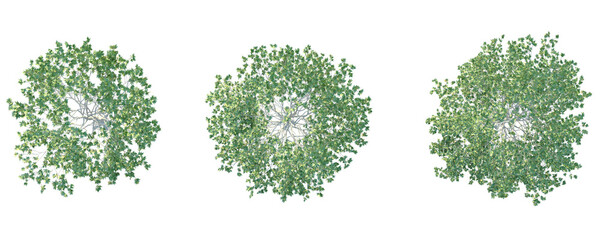 Platanus racemosa Tree plan top view 4k png cutout isolate © Đỗ Hải