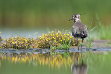 kiebitz vanellus lapwing