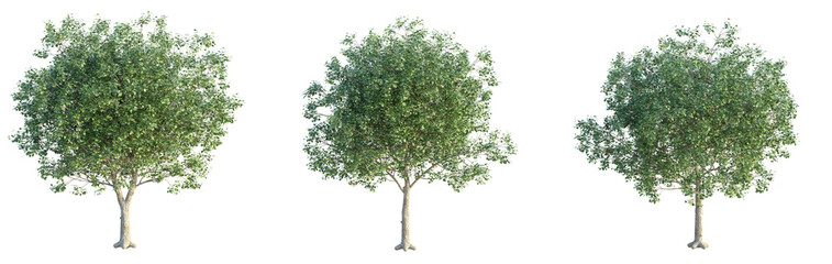 Fototapeta premium Acer platanoides Crimson King Tree 4k png cutout