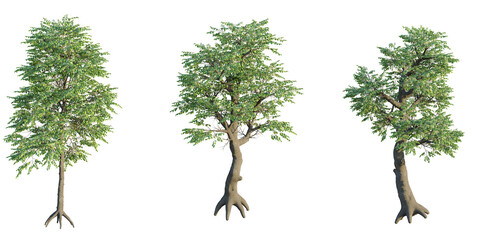 Shorea roxburghii Tree 4k png cutout © DH Tree Stock