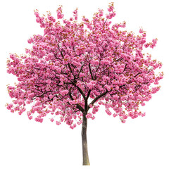 Obraz premium A beautiful blooming pink cherry blossom tree with a dense canopy of delicate flowers isolated on transparent background