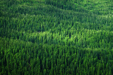 Lush Green Pine Forest or Forrest on Wild Mountainside in Wilderness Environment