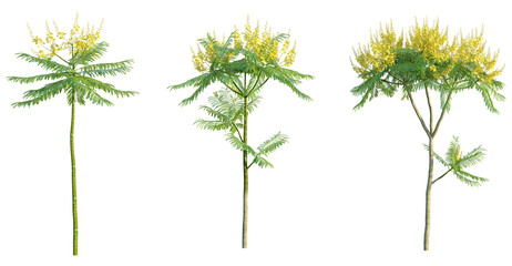 Schizolobium parahyba Tree 4k png cutout transparent background