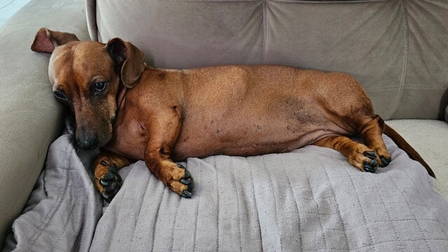 Cadela dachshund deitada
