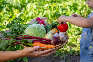 little girl with vegetables in the garden. Selective focus