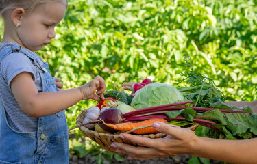little girl with vegetables in the garden. Selective focus
