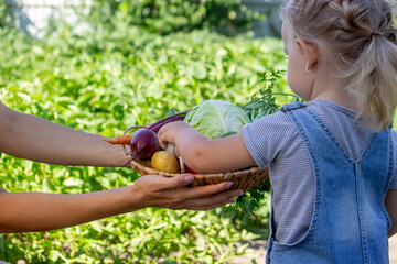 little girl with vegetables in the garden. Selective focus