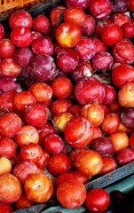 Fresh red plums on display at a local fruit market in Munnar, Kerala — a colorful showcase of seasonal produce and natural freshness
