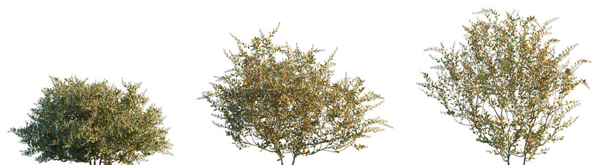Set of Chamaedaphne calyculata (known commonly as leatherleaf or cassandra) frontal set street trees isolated png on a transparent background perfectly cutout