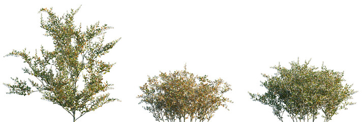 Set of Chamaedaphne calyculata (known commonly as leatherleaf or cassandra) frontal set street...