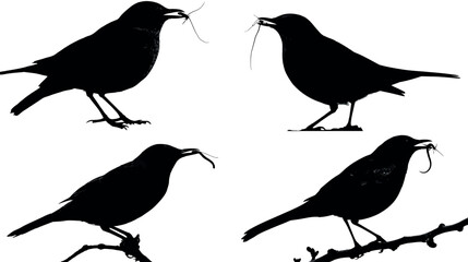Blackbird silhouette birds wildlife nature avian perching branch twig nest building animal outdoors isolated