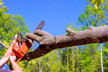 Person uses chainsaw to cut tree branch in vibrant forest under clear blue skies.