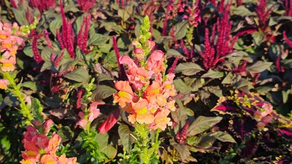 Sweden. Antirrhinum majus, the common snapdragon, is a species of flowering plant belonging to the genus Antirrhinum. 