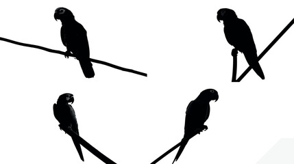 Silhouette parrots perched black and white bird wildlife tropical nature animal avian exotic wild bird