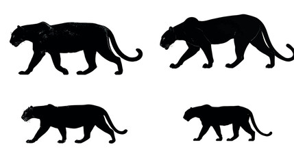 Black panther silhouette walking jaguar animal feline predator wildlife cat mammal dark wildcat design