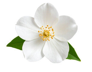 Obraz premium Single White Jasmine Flower with Green Stem, Front View, Soft Petals, Transparent Background