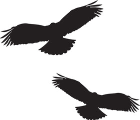 eagle in flight