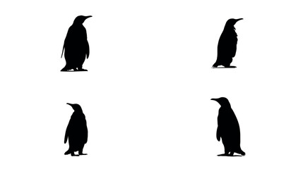 Penguin silhouette antarctic wildlife bird black and white animal antarctica animal silhouette
