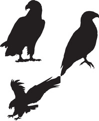 silhouette of a eagle