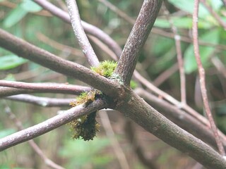 Moss on branches of a tree