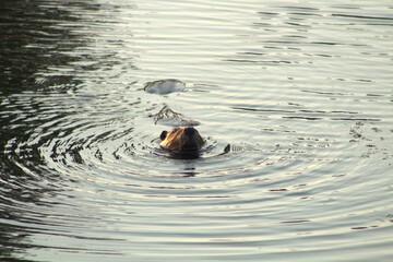 beaver in the water © Jason