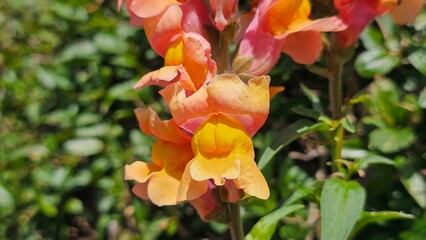 Sweden. Antirrhinum majus, the common snapdragon, is a species of flowering plant belonging to the genus Antirrhinum. 