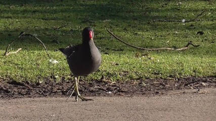 Common Moorhen (Gallinula chloropus) Walking Around in a Park