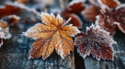 Bright orange and red frost-covered leaves rest on a weathered wooden surface. Morning sunlight gently illuminates the frost, showcasing the beauty of nature in late autumn.