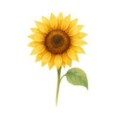 Obraz premium Watercolor Sunflower PNG Illustration with White Background for Sublimation and Print Use