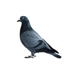 Fototapeta premium 3d icon of a grey pigeon standing on a transparent background