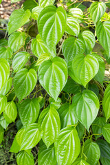 Betel leaf garden