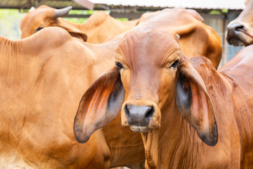 Cow in farm