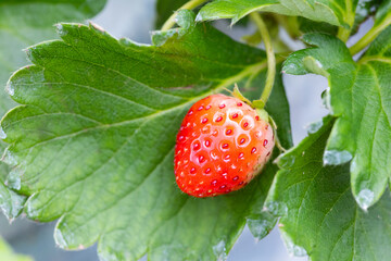 Strawberry plantation in farm