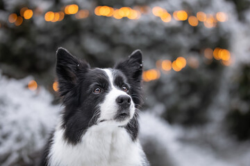 Furry Black and White Border Collie in Frost Nature with Bokeh Lights. Shallow Depth of Field of Cute Pet Outside during Winter Season.