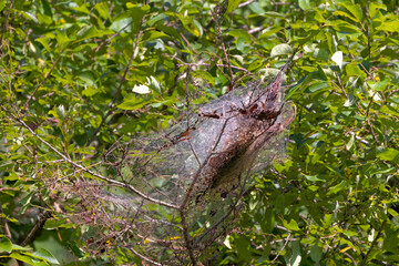 Fall webworm nest (Hyphantria cunea), created by caterpillars of a moth species native to North America. These caterpillars spin large silken webs over the ends of tree branches