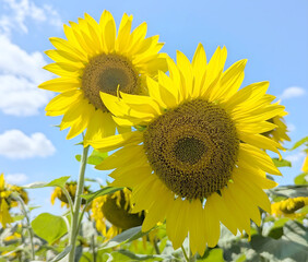 A bright sunflower looks directly into the frame, its golden petals surrounding a green core full...