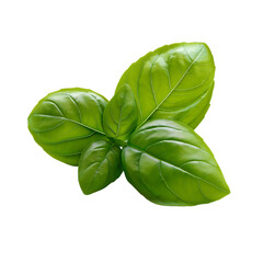 basil leaves isolated on transparent background