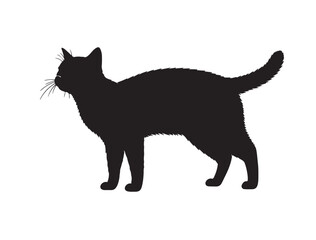 black cat on white background in silhouette