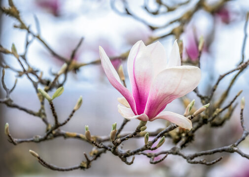 Flowering magnolia tree with pink blossoms