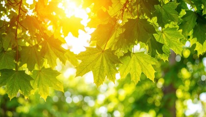Sunlight shining through beautiful green maple leaves