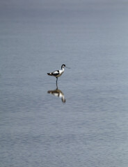 pajaro
