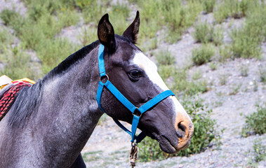 A close-up photo of a brown and white horse with a vibrant blue halter, standing in a natural...