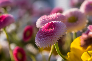 Stokrotki pospolite (Bellis perennis) kwitnące wiosennym popołudniem w dużej donicy w mieście. Kwiaty w pełnym rozkwicie, prezentujące różowo-białe płatki o zaokrąglonych, zwartych kształtach.  © Grzegorz