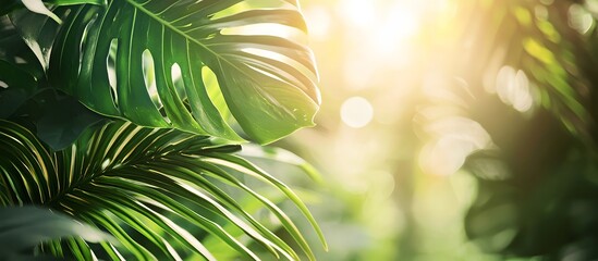 green tropical plant leaves, copy space